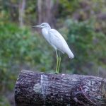 Little Blue Heron Juvenile - Egretta caerulea