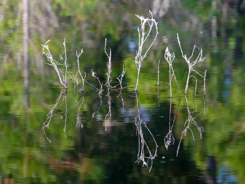 Lone twigs on the Smokehouse