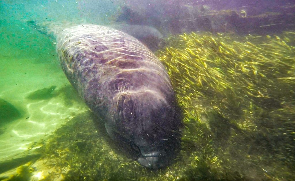 Manatee on the Weeki Wachee