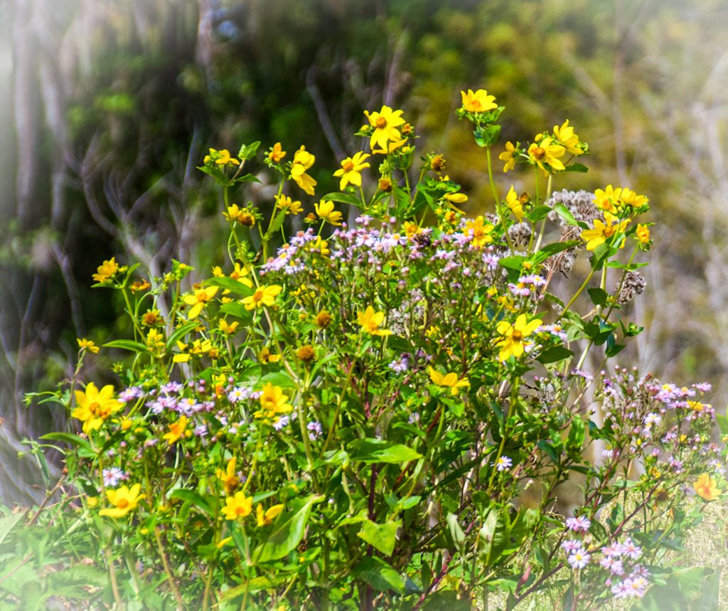 Natural Bouquet