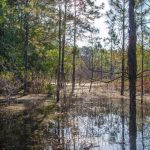 Pines in Smokehouse Prairie Wetland