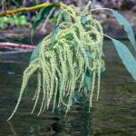 Unidentified plant