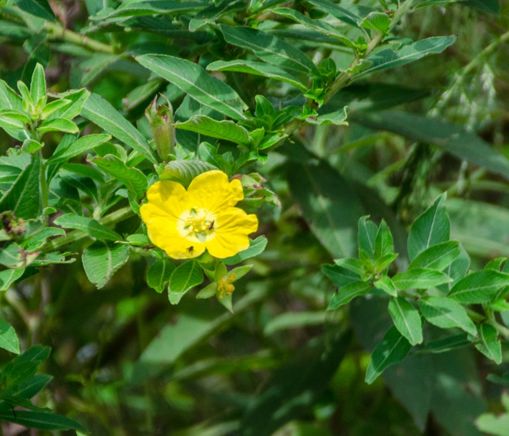 Primrose Willow - Ludwigia peruviana