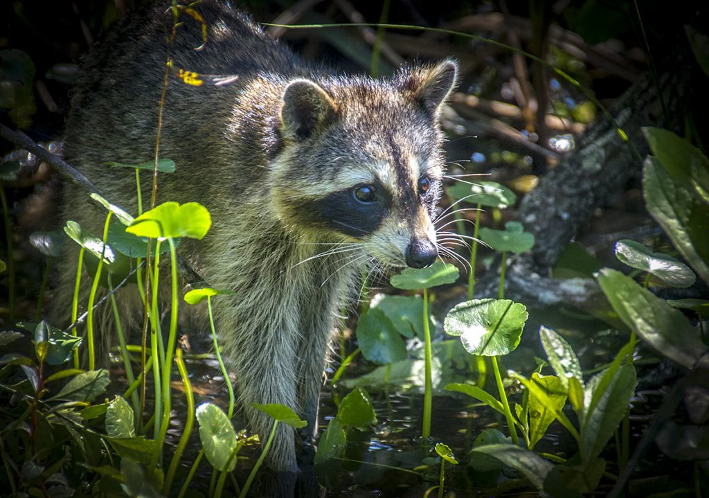 Raccoon on the Weeki Wachee River