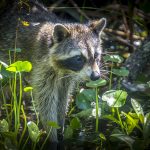 Raccoon on the Weeki Wachee River