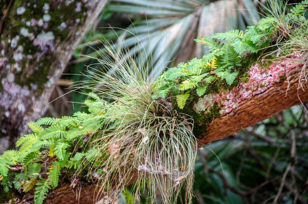 Ressurection Fern - Tillandsia