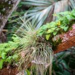 Ressurection Fern - Tillandsia