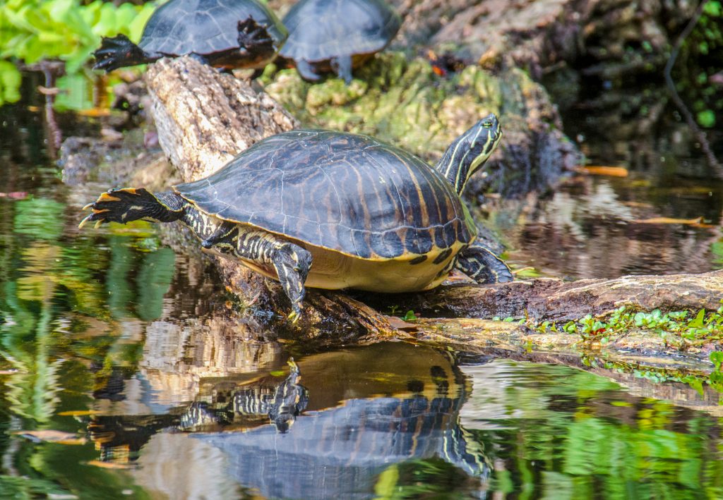 River Cooter - Pseudemys concinna