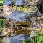 River Cooter - Pseudemys concinna