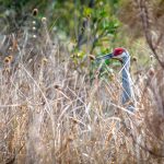 Sandhill Crane Peaks at Me