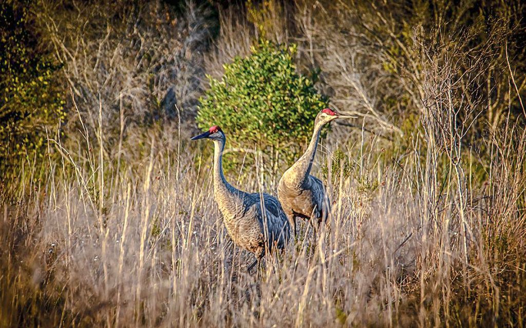 Sandhill Cranes - Grus canadensis