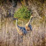 Sandhill Cranes - Grus canadensis