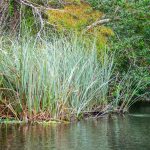 Sawgrass - Cladium jamaicense