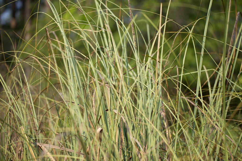 Sawgrass - Cladium jamaicense