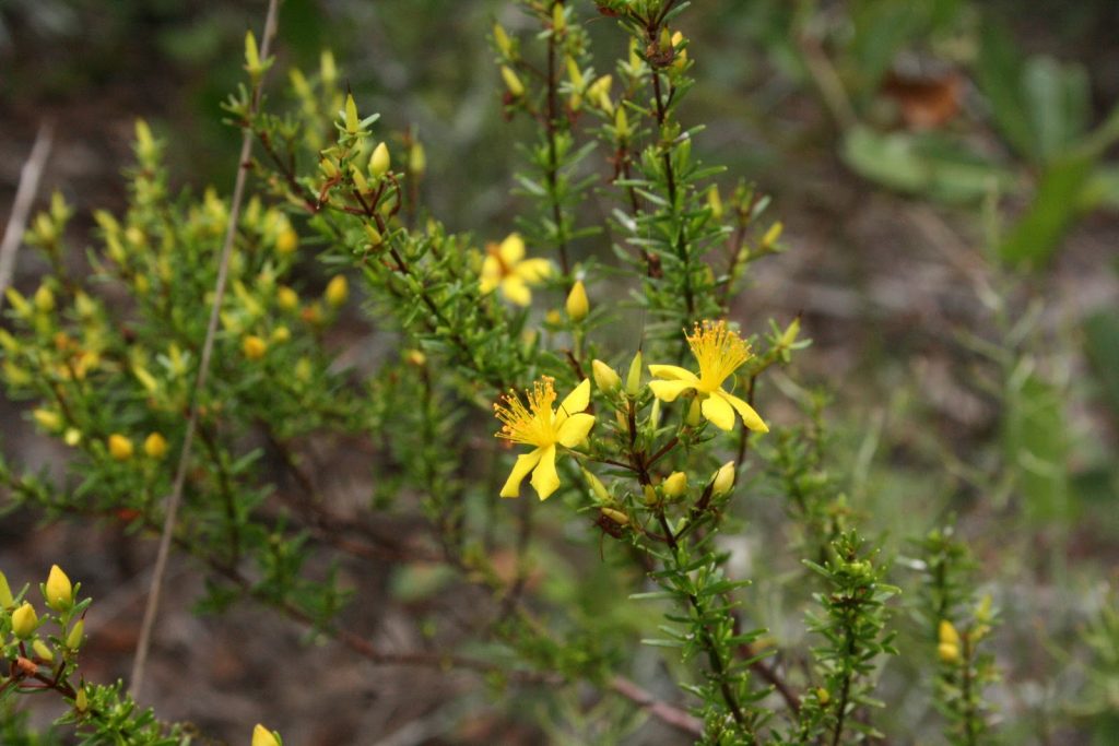 Scrub St. John's Wort - Hypericum tenuifolium