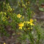 Scrub St. John's Wort - Hypericum tenuifolium