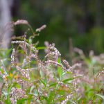 Smartweed - Polygonum punctatum