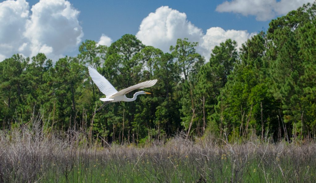 Smokehouse Prairie Egret