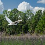 Smokehouse Prairie Egret