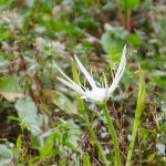 Spider Lily - Hymenocallis latifolia