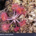 Sundew - Drosera Rotundifolia