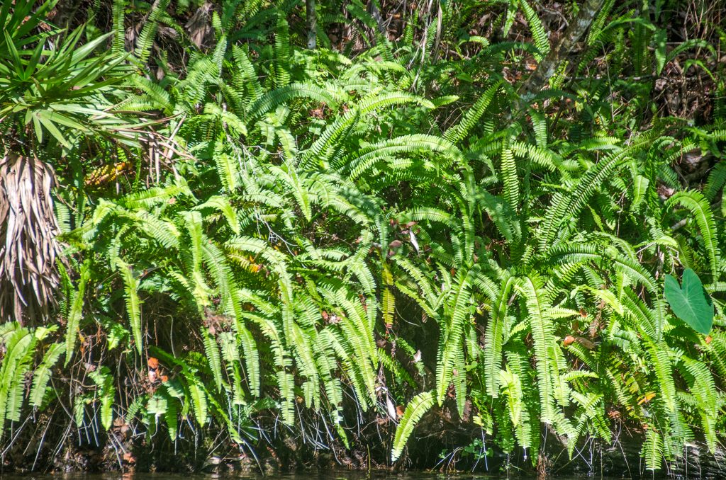 Sword Fern - Nephrolepis exaltata