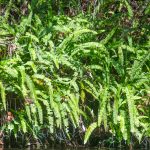 Sword Fern - Nephrolepis exaltata