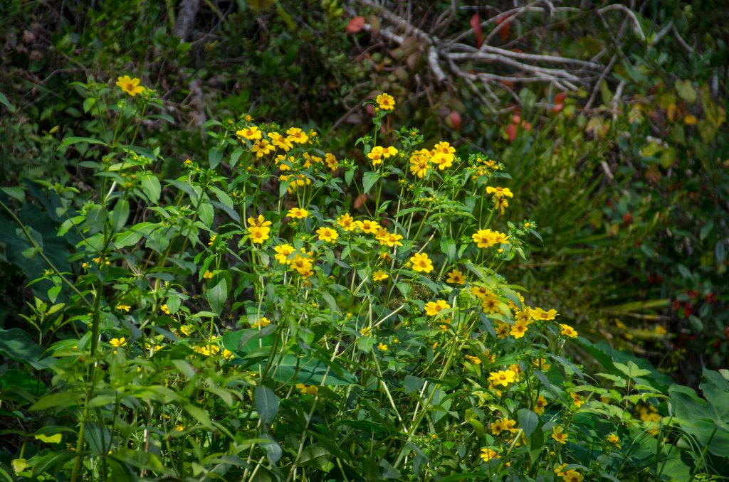 Bearded Beggarticks - Bidens aristosa