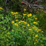 Bearded Beggarticks - Bidens aristosa