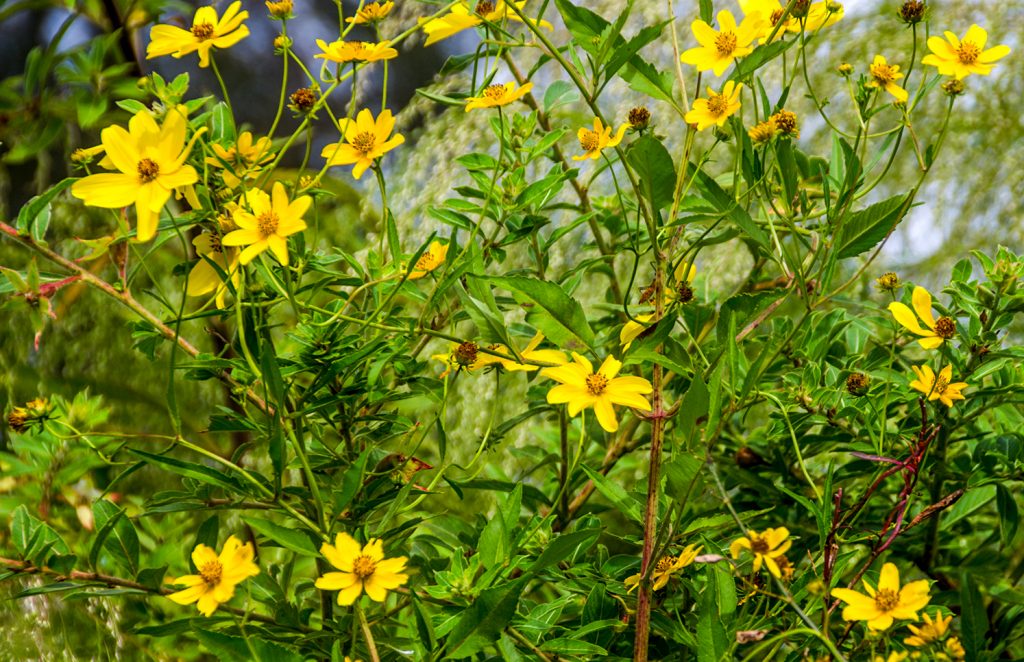 Tickseed Sunflower - Bidens polylepis