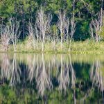 Tree Reflections on Lake Fanny