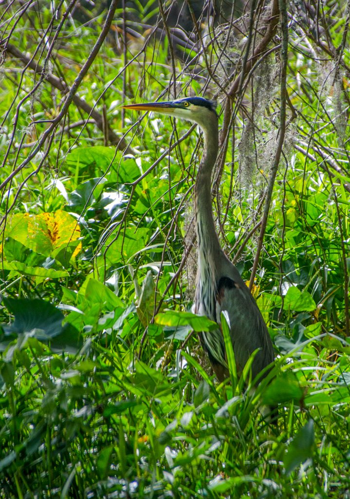 Undercover Heron
