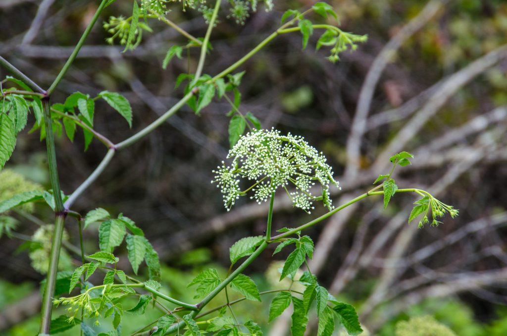 Water Hemlock - Cicuta Mexicana