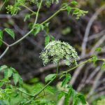 Water Hemlock - Cicuta Mexicana