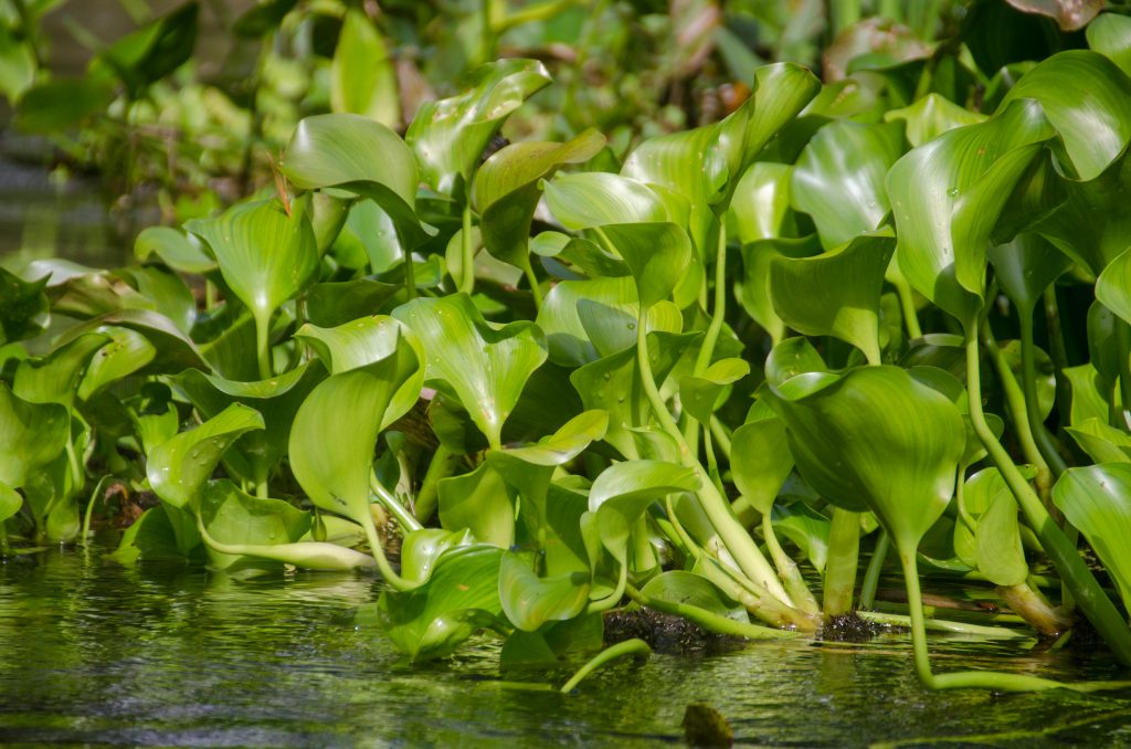 Water Hyacinth - Eichhornia crassipes