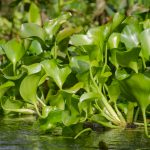 Water Hyacinth - Eichhornia crassipes