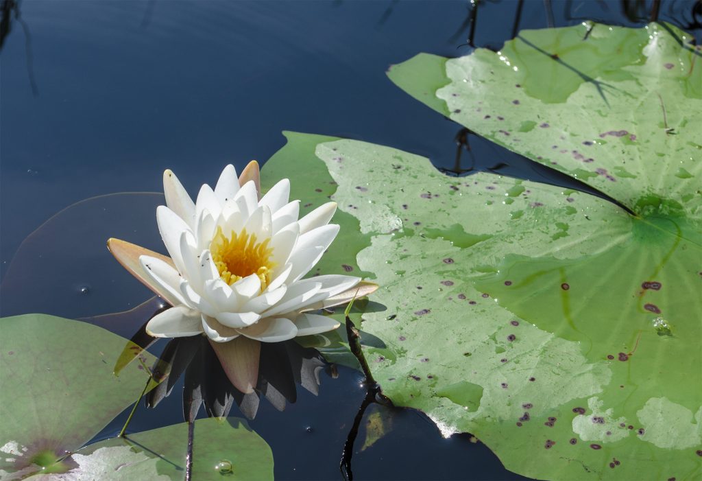 Fragrant Water Lily - Nymphaea odorata