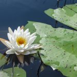 Fragrant Water Lily - Nymphaea odorata