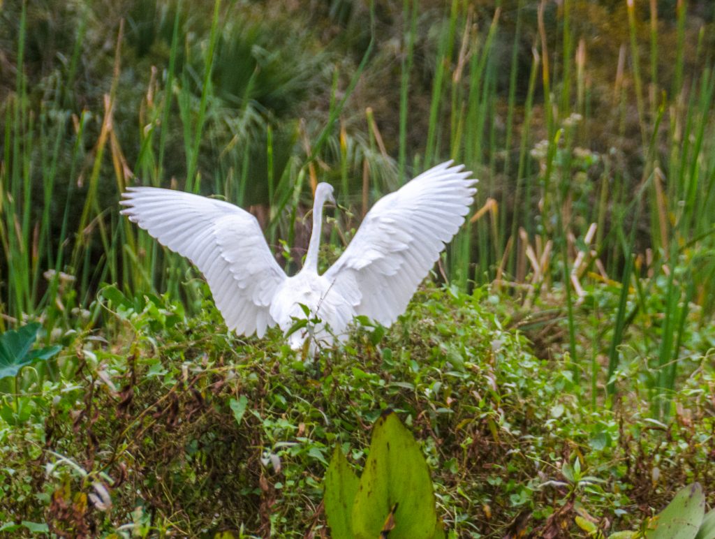 White Heron Lands