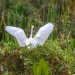 White Heron Lands