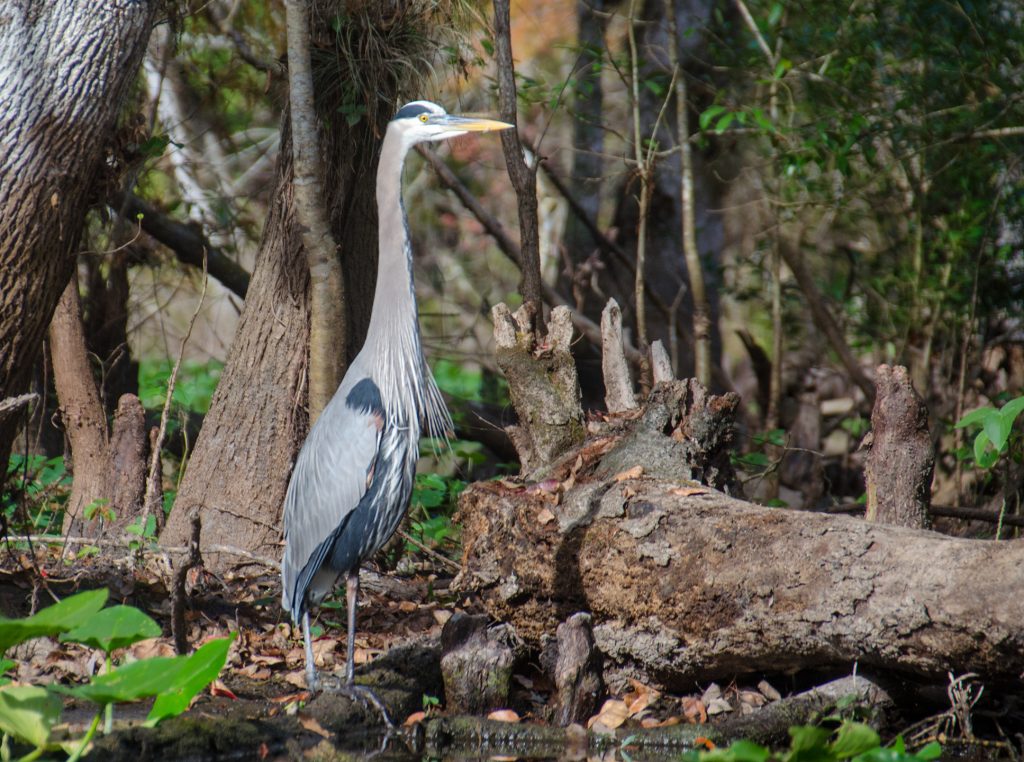 Bearded Blue Heron - Ardea herodias