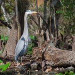 Bearded Blue Heron - Ardea herodias