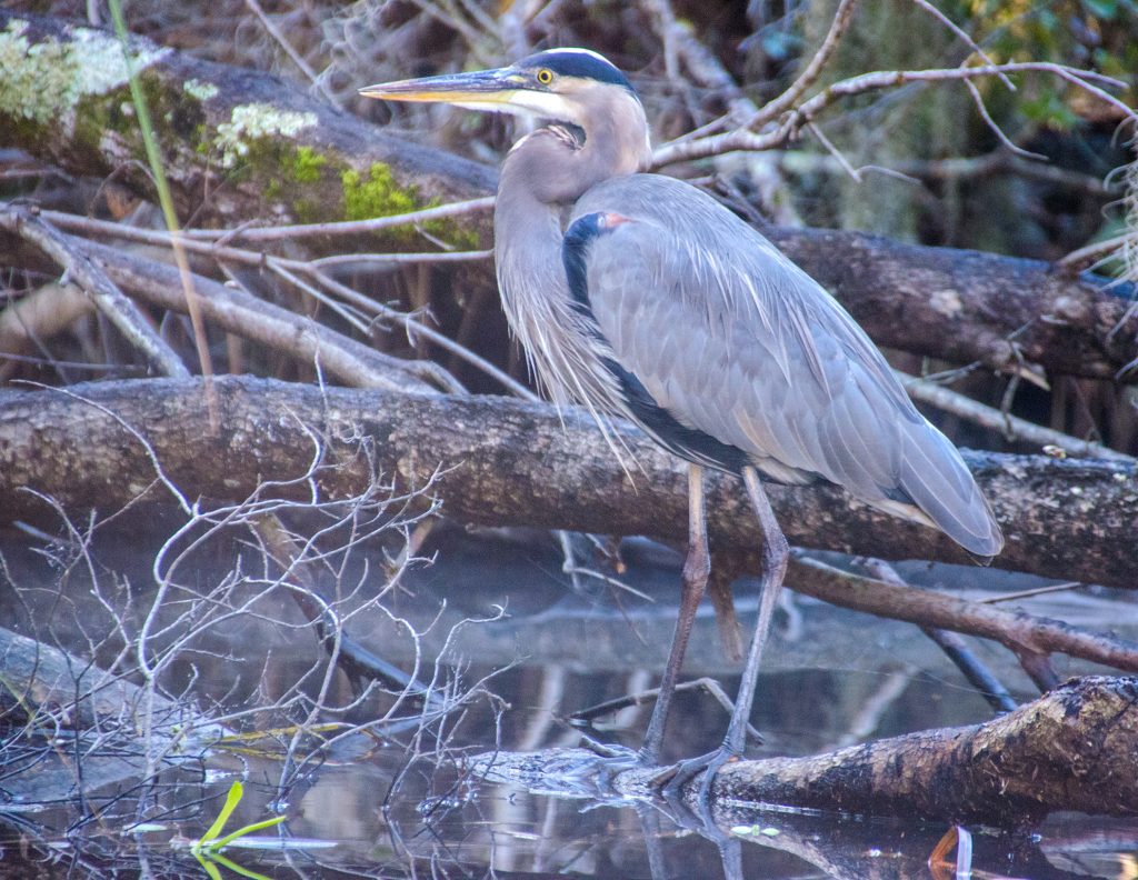 Blue Heron - Salt Springs