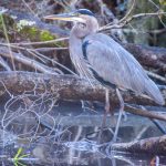 Blue Heron - Salt Springs