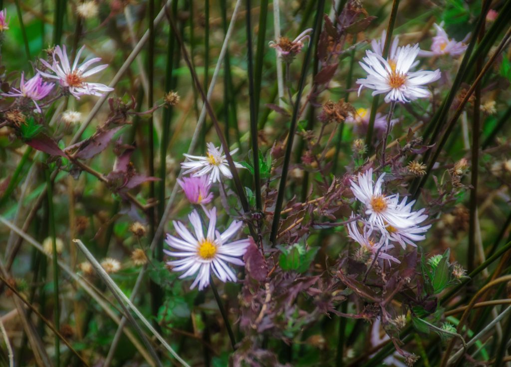 Bulow Asters
