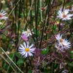 Bulow Asters