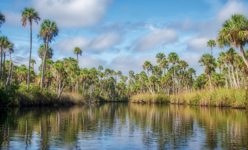 Bulow Creek Landscape