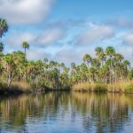 Bulow Creek Landscape