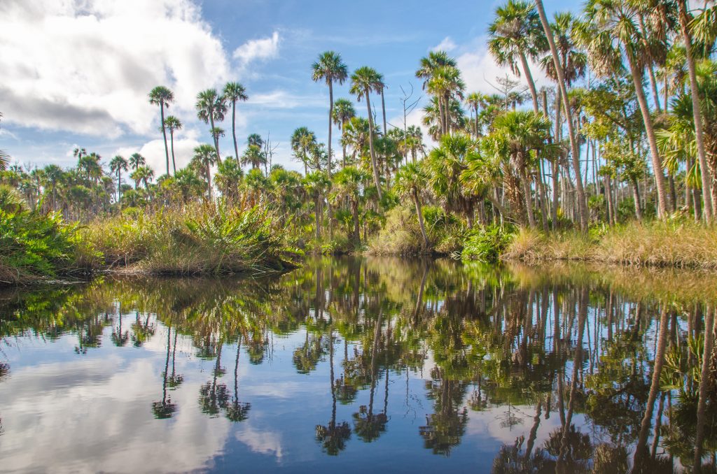 Bulow Creek Palms