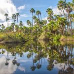 Bulow Creek Palms